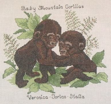 Baby mountain gorillas